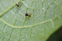 Theridula