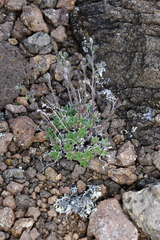 Eritrichium sericeum