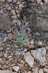 Eritrichium sericeum