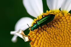 Psilothrix viridicoerulea