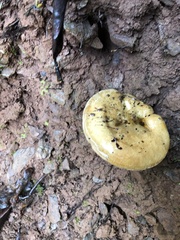 Lactarius pubescens