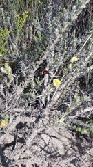 Aspalathus ternata