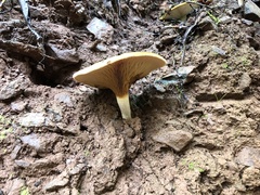Lactarius pubescens