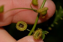 Drosera