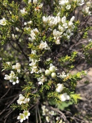 Diosma aspalathoides