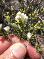 Diosma aspalathoides