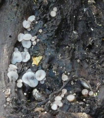Leotiomycetes