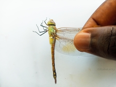 Anax ephippiger