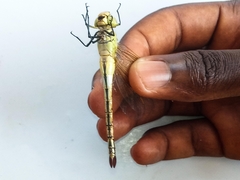Anax ephippiger
