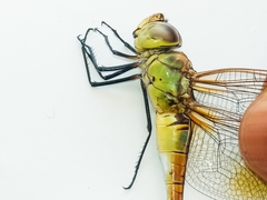 Anax ephippiger