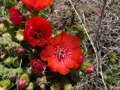 Tephrocactus verschaffeltii