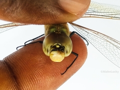 Anax ephippiger