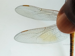 Anax ephippiger