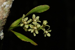 Sarcochilus koghiensis