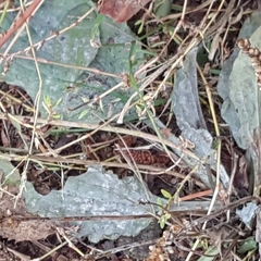 Golovinomyces sordidus