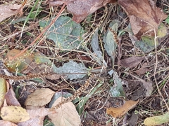 Golovinomyces sordidus