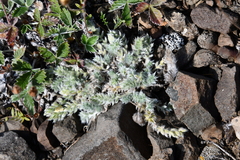Oxytropis putoranica