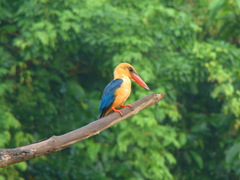 Pelargopsis capensis