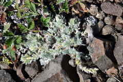 Oxytropis putoranica