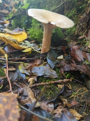 Armillaria novae-zelandiae