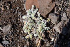 Oxytropis putoranica