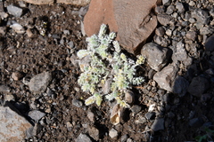 Oxytropis putoranica