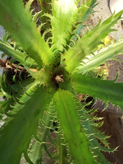 Eryngium serra