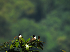 Pycnonotus xanthorrhous