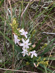 Caesia parviflora parviflora