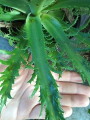 Eryngium serra