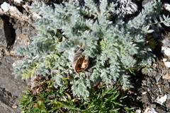 Oxytropis putoranica