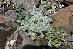 Oxytropis putoranica