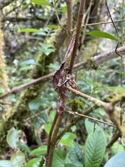 Uroplatus phantasticus