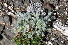 Oxytropis putoranica