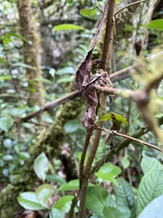 Uroplatus phantasticus