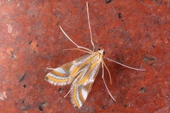 Eoophyla