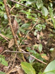 Uroplatus phantasticus