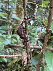 Uroplatus phantasticus