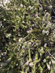 Serruria trilopha