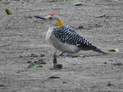 Melanerpes aurifrons