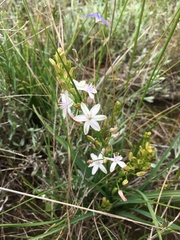 Caesia parviflora parviflora