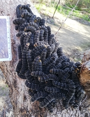 Perga affinis