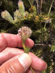 Serruria trilopha