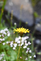 Taraxacum macilentum