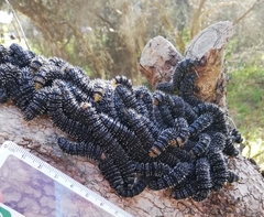 Perga affinis