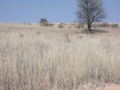 Schmidtia pappophoroides