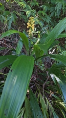 Calanthe formosana