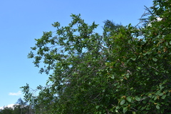 Salix jenisseensis