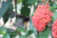 Troides helena cerberus