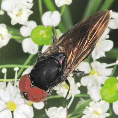 Chrysogaster solstitialis